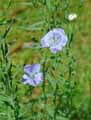 Linum usitatissimum