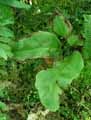 Elaphoglossum crinitum