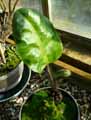 Elaphoglossum crinitum