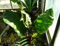 Elaphoglossum crinitum