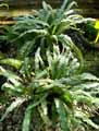 Elaphoglossum succubus