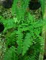 Nephrolepis biserrata Furcans