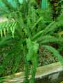 Nephrolepis cordifolia, Nephrolepis cordata
