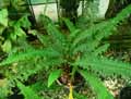 Nephrolepis cordifolia Plumosa, Nephrolepis cordata Plumosa