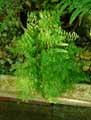 Nephrolepis cordifolia Whitmannii, Nephrolepis cordata Whitmannii