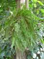 Nephrolepis exalta Bostoniensis
