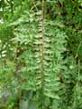 Nephrolepis exalta Bostoniensis