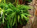 Nephrolepis exalta Bostoniensis