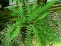 Nephrolepis exaltata