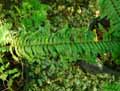 Nephrolepis exaltata Smithii