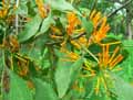 Loranthus lecardii