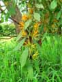 Loranthus lecardii