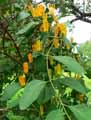 Loranthus lecardii
