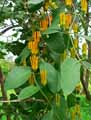 Loranthus lecardii