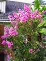 Lagerstroemia indica