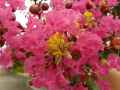 Lagerstroemia indica