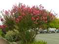 Lagerstroemia indica