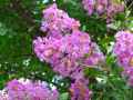 Lagerstroemia indica
