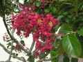 Lagerstroemia indica