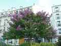 Lagerstroemia indica