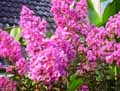 Lagerstroemia indica