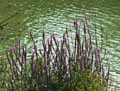 Lythrum salicaria