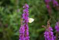 Lythrum salicaria
