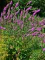 Lythrum salicaria