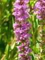 Lythrum salicaria