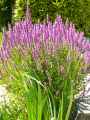 Lythrum salicaria