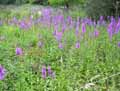 Lythraceae-Lythrum-salicaria-Salicaire.jpg