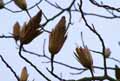 Liriodendron tulipifera
