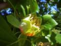 Liriodendron tulipifera