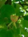 Liriodendron tulipifera
