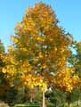 Liriodendron tulipifera