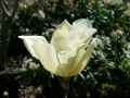 Magnolia Elisabeth