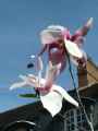 Magnolia Profumato Rose