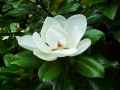 Magnolia grandiflora