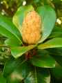 Magnolia grandiflora