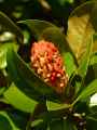 Magnolia grandiflora