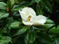 Magnolia grandiflora
