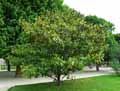 Magnolia grandiflora