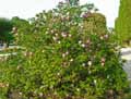Magnolia liliiflora