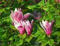 Magnolia liliiflora