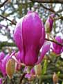 Magnolia liliiflora