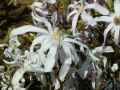 Magnolia loebneri Leonard Messel