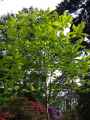 Magnolia macrophylla