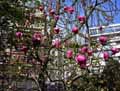 Magnolia soulangeana Lennei