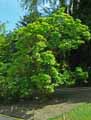 Magnolia soulangeana