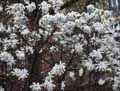 Magnolia stellata